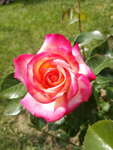 Free Rose Garden photo and picture