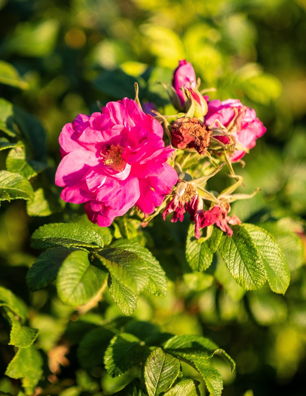 shrub-blossom-bloom-free-photo-on-pixabay-pixabay