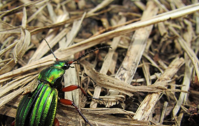 Free Carabus Auronitens photo and picture