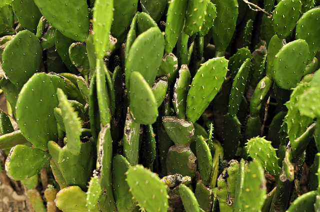 Free Cactus Flora photo and picture