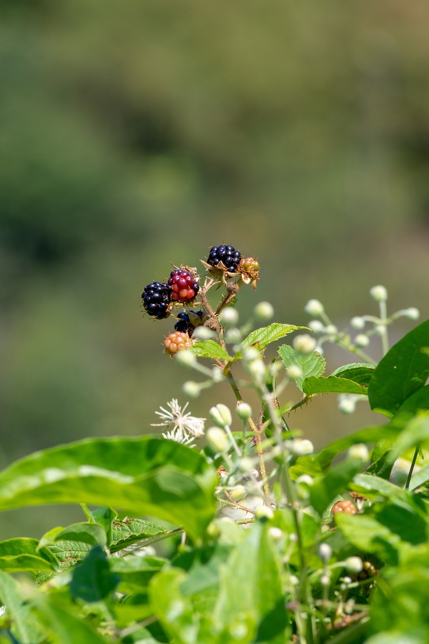 200+ Free Bramble & Nature Images - Pixabay