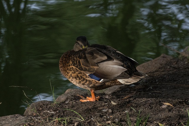 Pato Picture Pato Descanso Naturaleza - Foto gratis en Pixabay - Pixabay