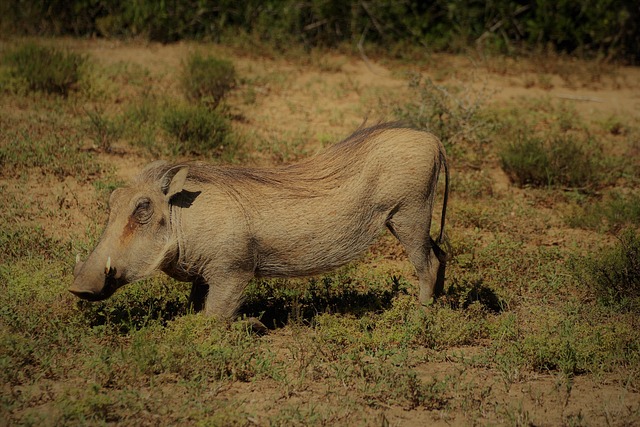 Free Warthog Safari photo and picture