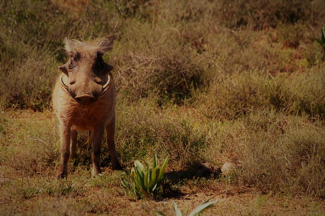 Free Warthog Safari photo and picture