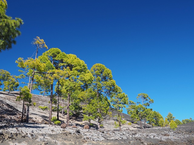 Free Trees Contrast photo and picture