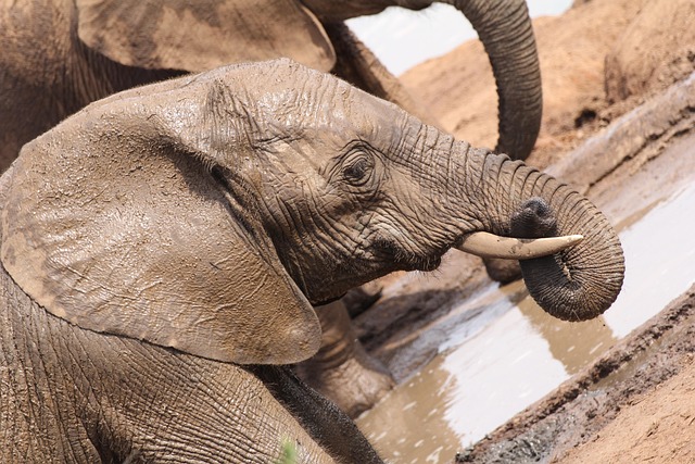 Free Elephant Portrait photo and picture