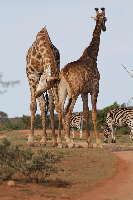 Free Giraffes Two photo and picture