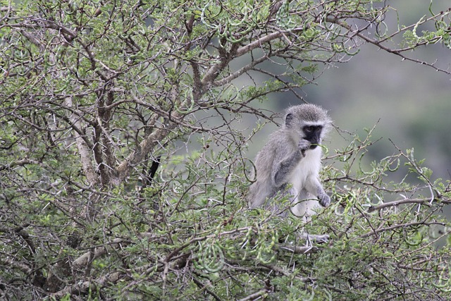 Free South Africa Ape photo and picture