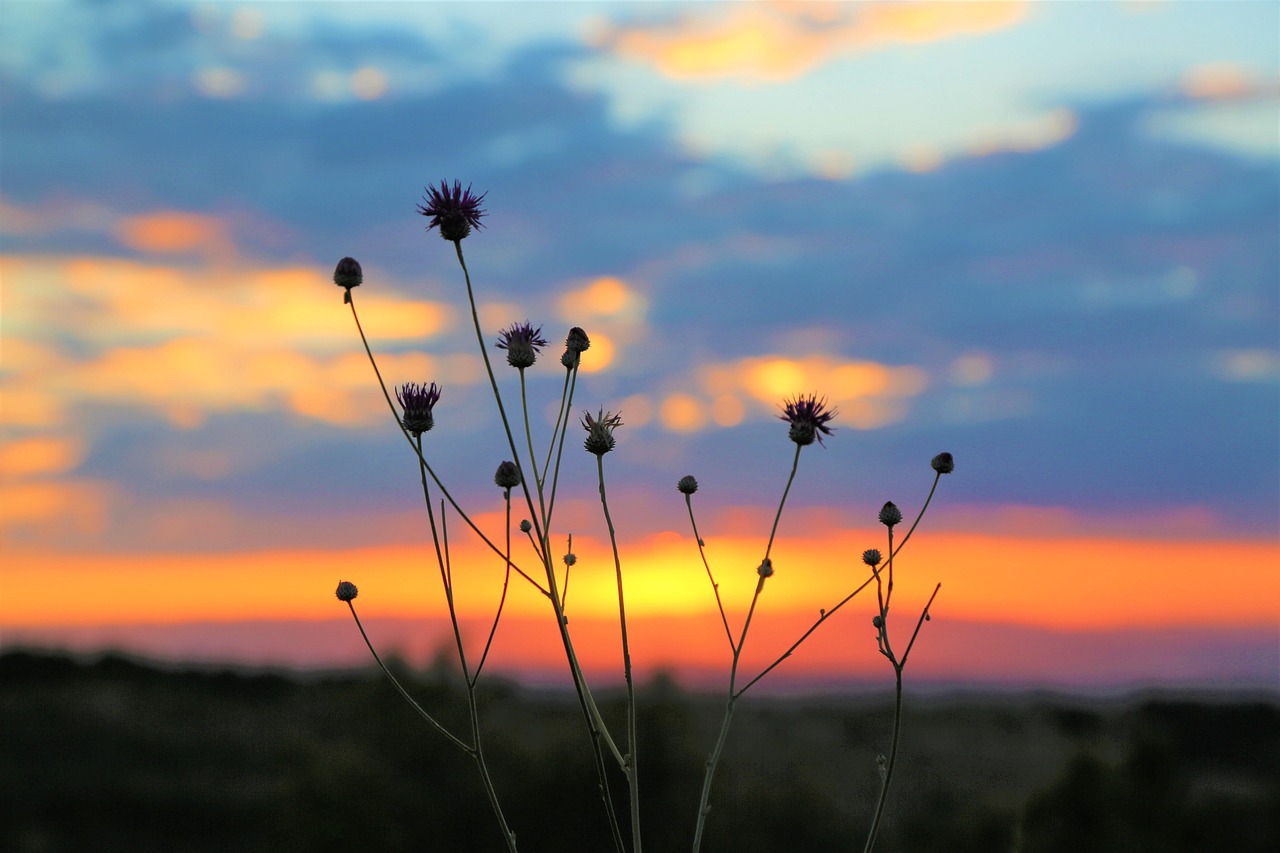 Picture of Horizon Herb Nature - Free photo on Pixabay - Pixabay