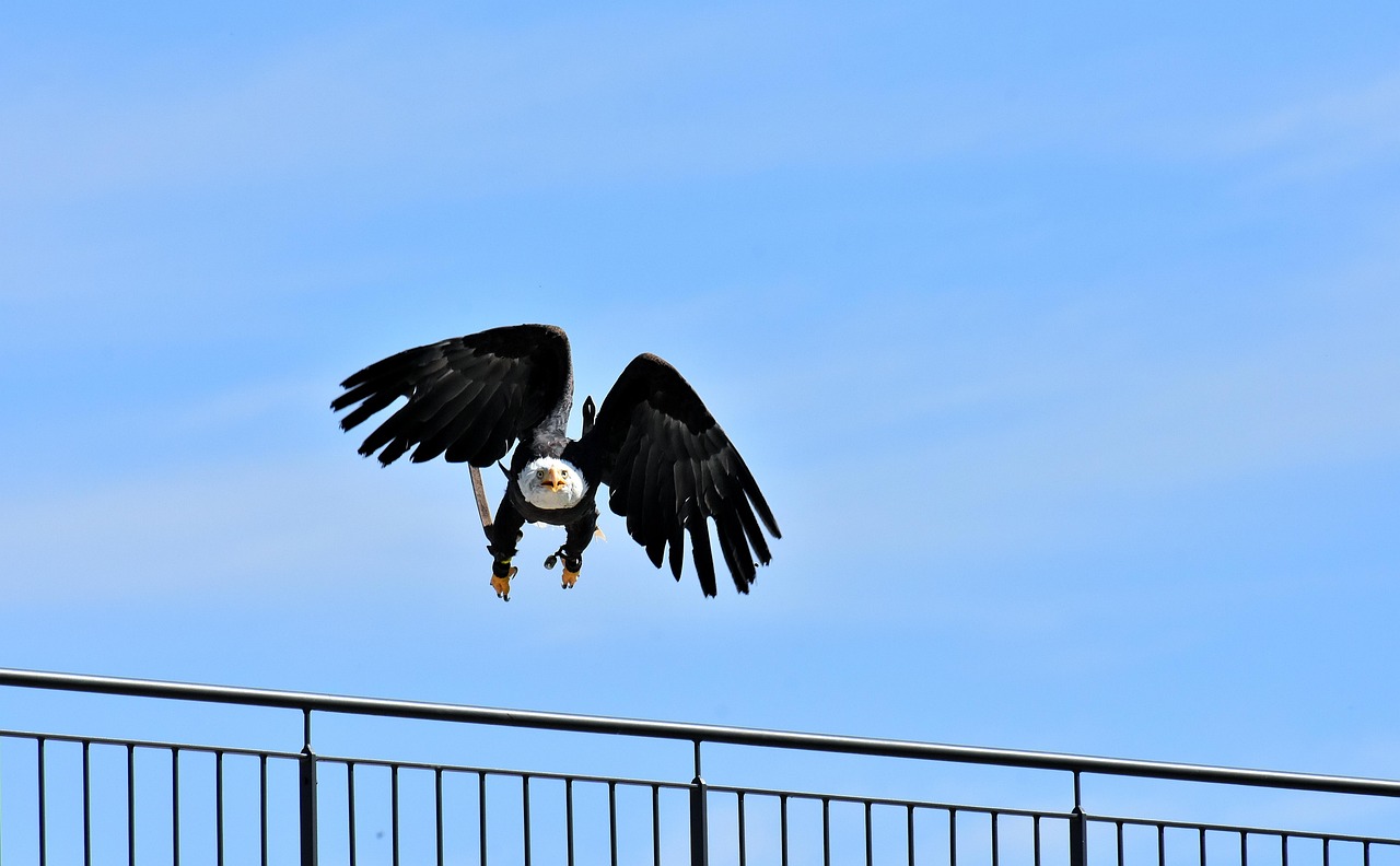 Wie Schnell Fliegt Ein Adler Adler Weißkopfseeadler Fliegen - Kostenloses Foto auf Pixabay - Pixabay