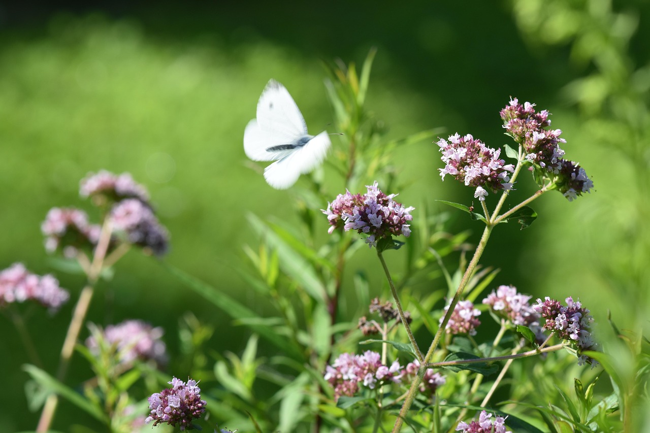 200+ Free Oregano & Nature Images - Pixabay