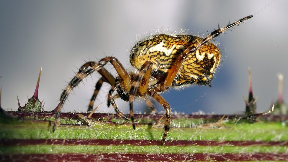 Spidron Insect Spider Yellow Insect - Free photo on Pixabay