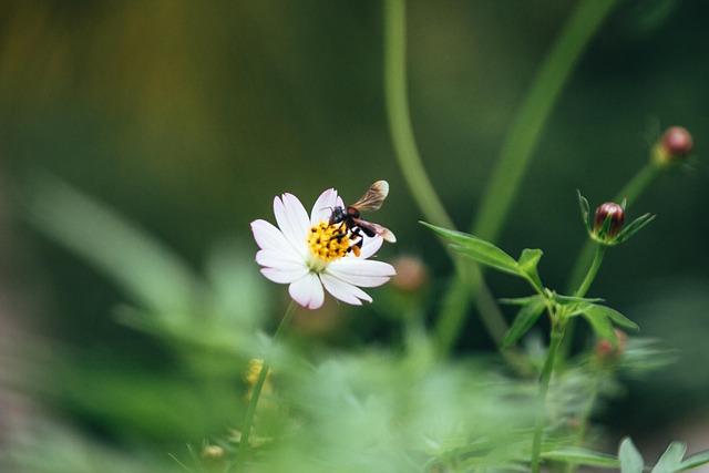 Alimentar, Flor, Abeja