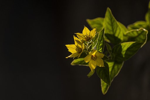 Free Flower Flower Wallpaper photo and picture