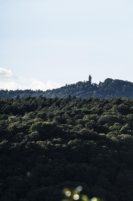 Free Forest Tower photo and picture