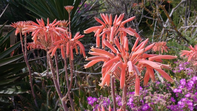 50.000+ kostenlose Aloe Vera Blumen und Aloe Vera-Bilder - Pixabay