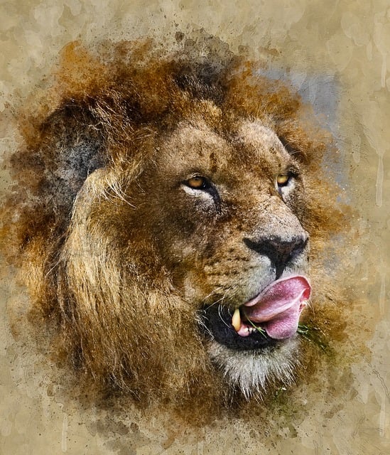 Free lion animal wild illustration