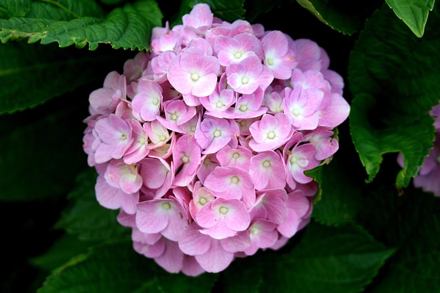 Free Hydrangea Beautiful Flowers photo and picture