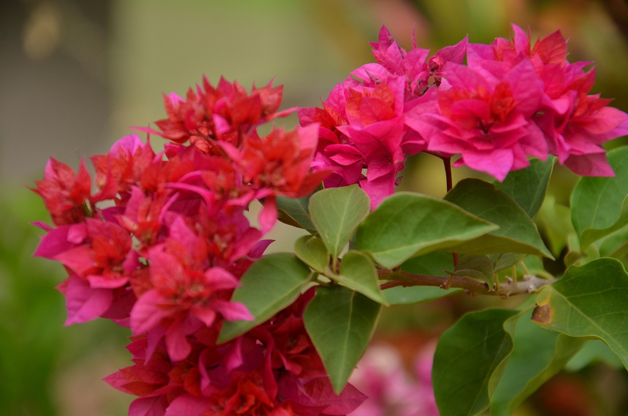 flowers-3530874_1280.jpg