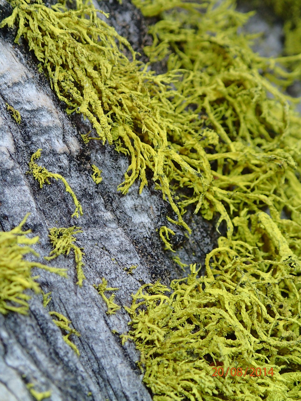 Tree Bark Free Photo On Pixabay Pixabay