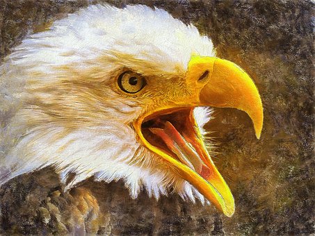 Free Eagle Predatory Bird photo and picture