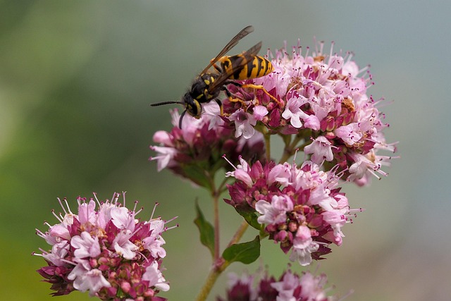 Free Nature Insect photo and picture