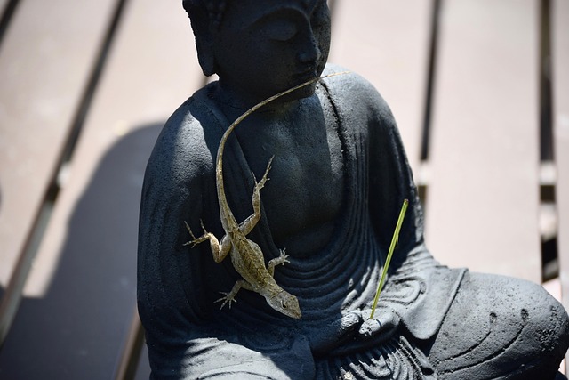 Free Lizard Nature photo and picture