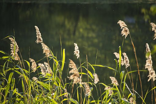Free Reeds Grass photo and picture