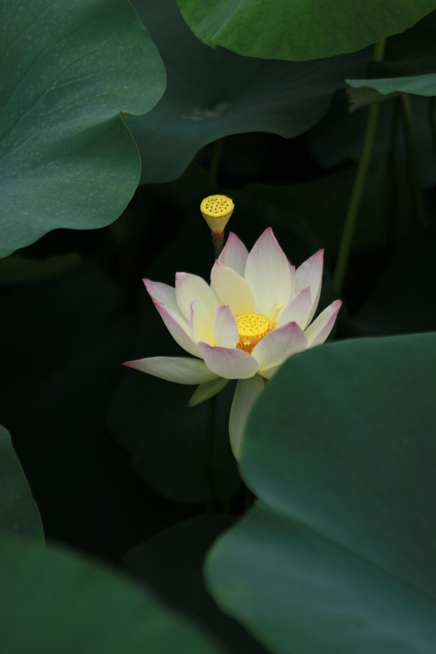 300 + 무료 연잎 & 연꽃 이미지 - Pixabay