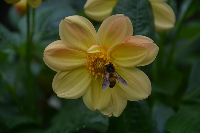 Free Flower Beautiful Flowers photo and picture