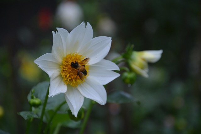 Free Flower Bee photo and picture