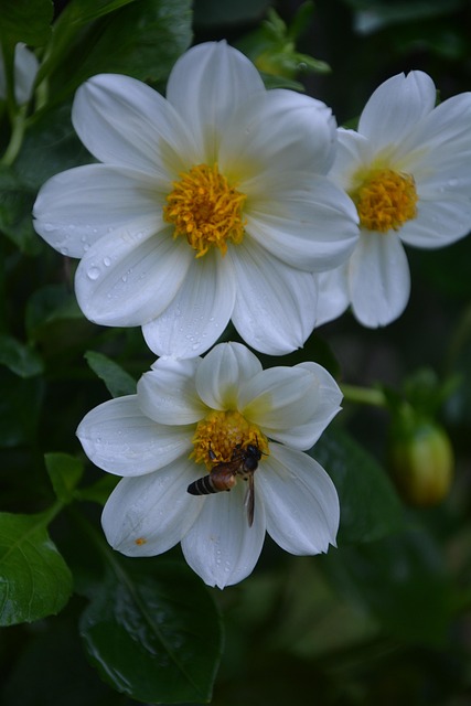 Free Flower Flower Wallpaper photo and picture