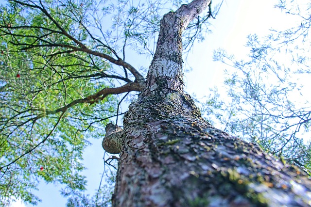 Free Tree Forest photo and picture