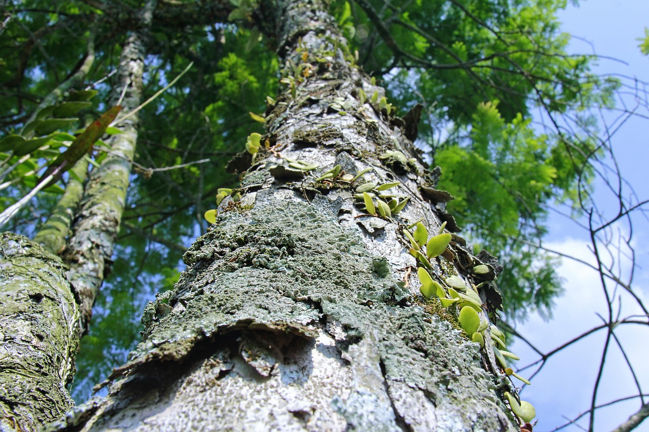Tree Forest Natural - Free photo on Pixabay - Pixabay