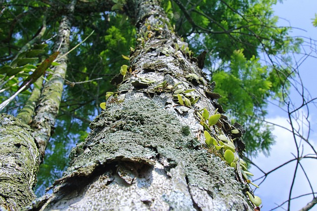 Free Tree Forest photo and picture