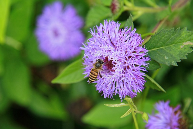 Free Flower Beautiful Flowers photo and picture