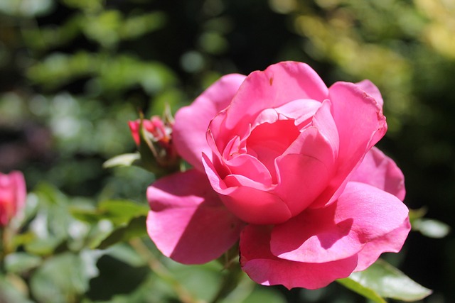 Rose, Smukke Blomster, Lyserød