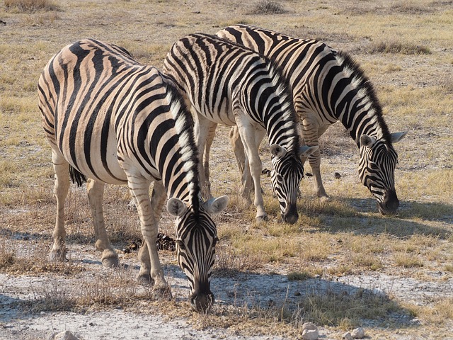 Free Zebra Etosha photo and picture