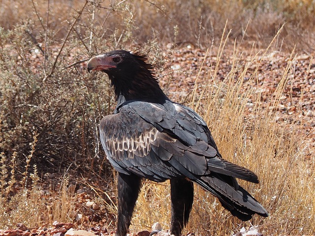 Free Eagle Australia photo and picture