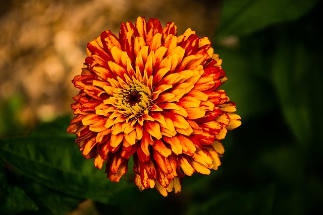 Free Flower Plant photo and picture