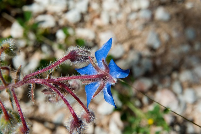 Blomst, Blå Blomst, Natur
