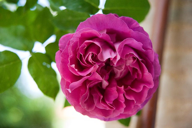 Blomst, Smukke Blomster, Blomst Tapet