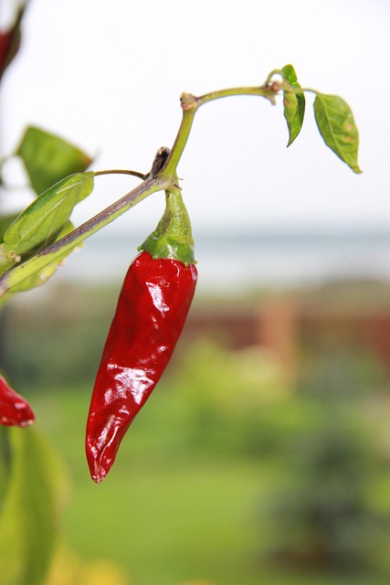 Free Hot Pepper Pepper photo and picture