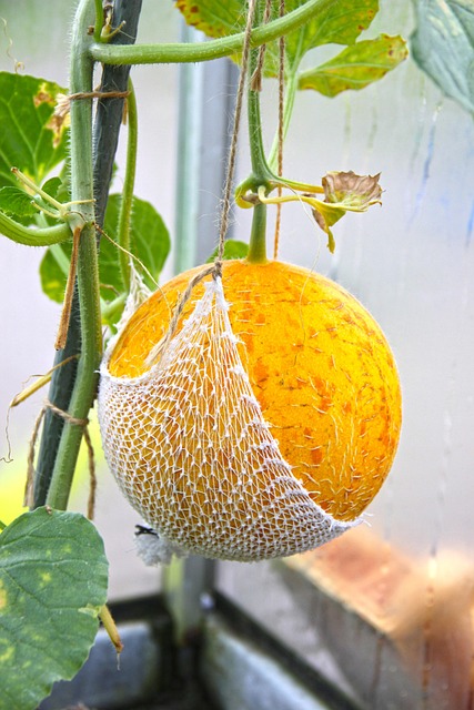 Free Melon Harvest photo and picture