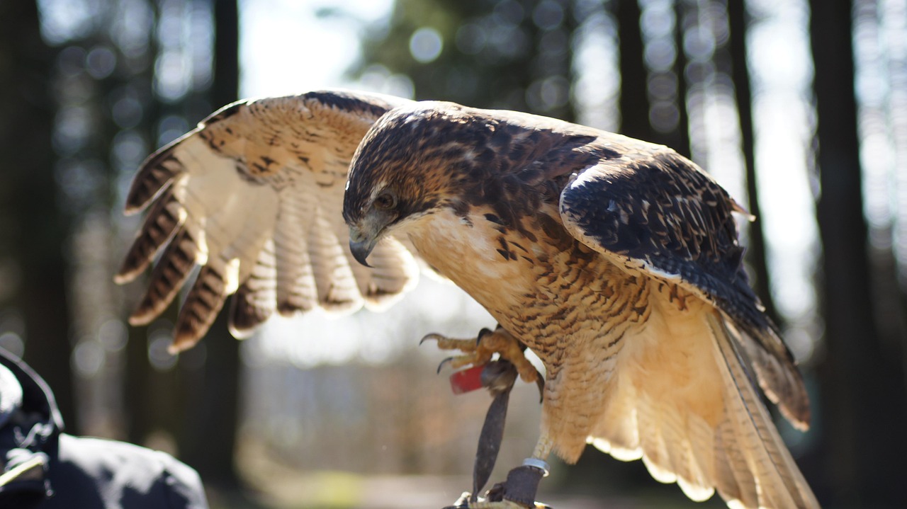 Raptor Nature Wing - Free photo on Pixabay - Pixabay