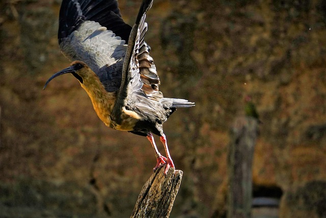 Free Ibis Bird photo and picture