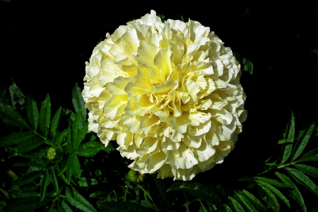 blomma-tagetes-vit-gratis-foto-p-pixabay-pixabay