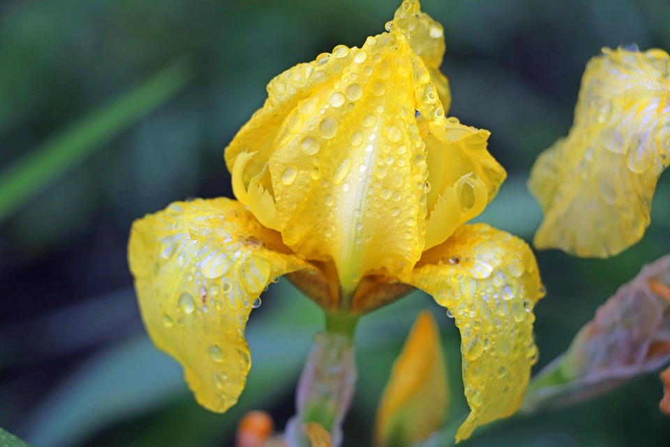 雨 花 黄色 - Pixabay上的免费照片 - Pixabay