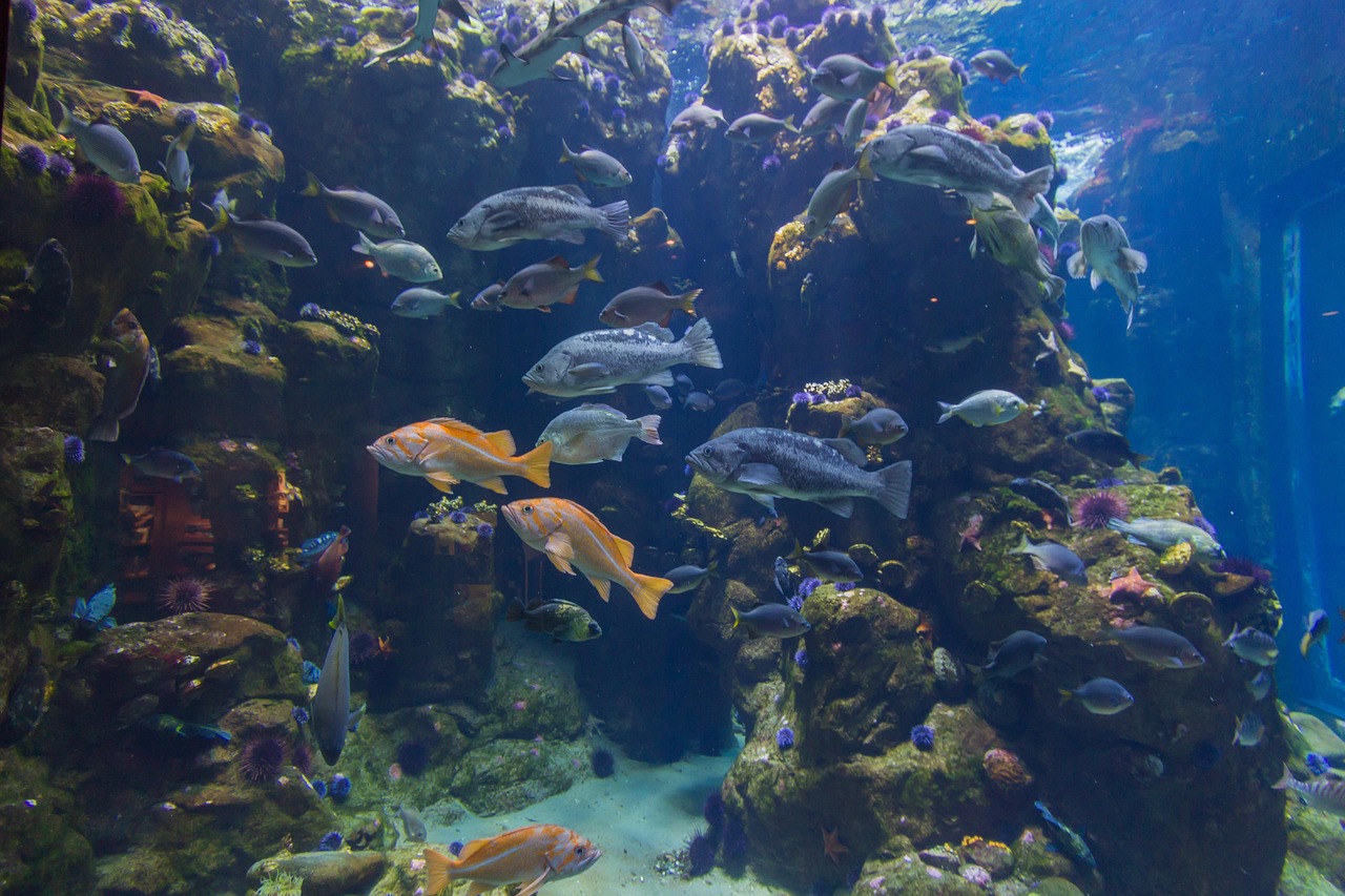 Fish - free online jigsaw puzzle photo