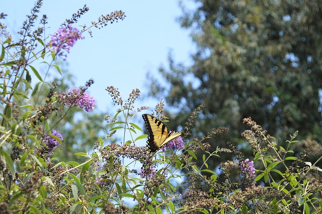 Fluture, Natura, Insectă, Aripă, Floare